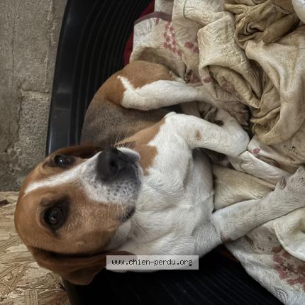 Photo de chien trouvé à Lombron