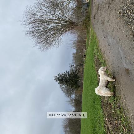 Photo 1/1 Chien retrouvé Perdu à Legny