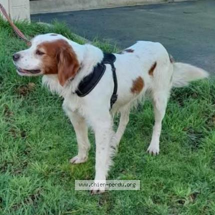 Photo de chien trouvé à Picauville