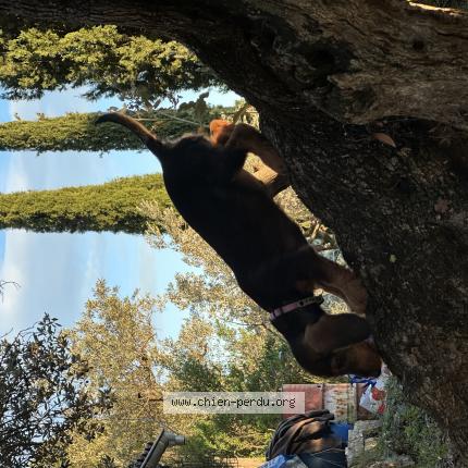 Photo de chien perdu à Castellane