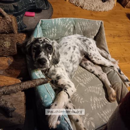 Photo 1/1 Chien retrouvé Perdu à Draguignan