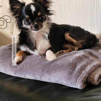 Photo 1/1 Chien retrouvé Perdu à Longevelle sur doubs