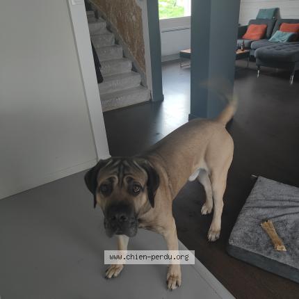 Photo de chien perdu à Guilers