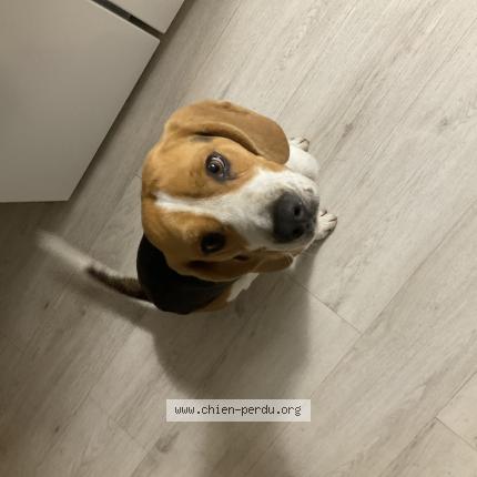 Photo de chien trouvé à Vitrolles