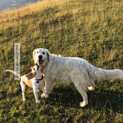 Photo 1/1 Chien retrouvé Perdu à Gap