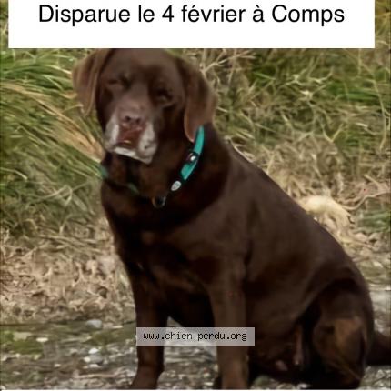 Photo de chien perdu à Comps