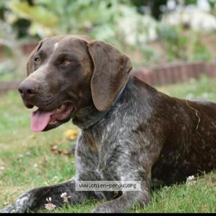 Photo 1/1 Chien retrouvé Perdu à Blandouet saint jean