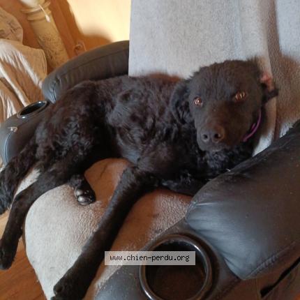 Photo de chien perdu à Le Brugeron