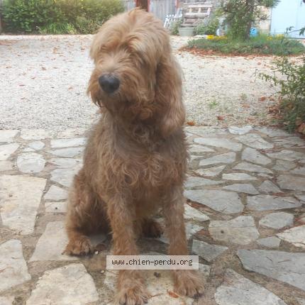 Photo 1/1 Chien retrouvé Perdu à Carves