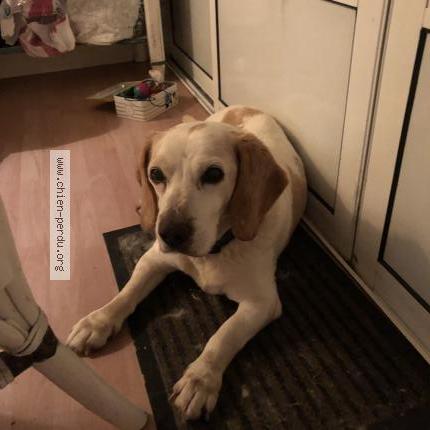 Photo 1/1 Chien retrouvé Trouvé à Lorient