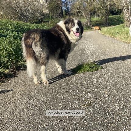 Photo 1/1 Chien retrouvé Perdu à Soues