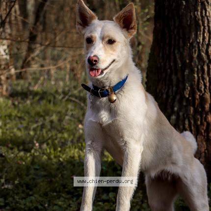 Photo 1/1 Chien retrouvé Perdu à Labergement sainte marie