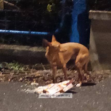 Photo 1/1 Chien retrouvé Trouvé à St max