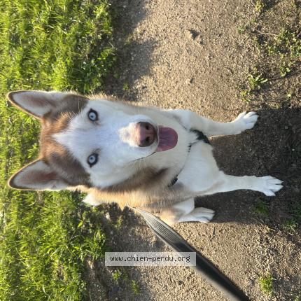Photo de chien perdu à Besson