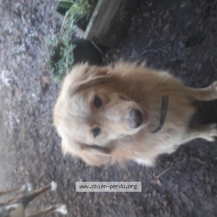 Photo 1/1 Chien retrouvé Perdu à Le chatellier