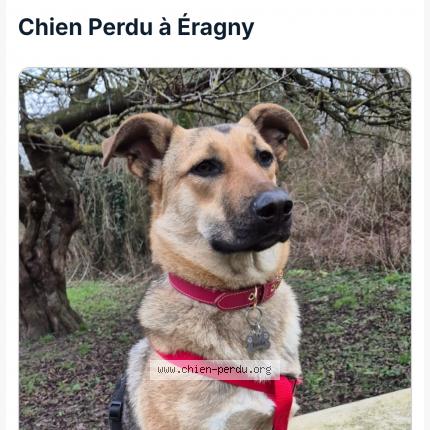 Photo 1/1 Chien retrouvé Perdu à Eragny