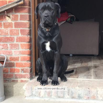 Photo 1/1 Chien retrouvé Perdu à Hemecourt