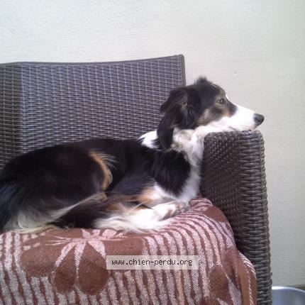 Photo 1/1 Chien retrouvé Perdu à Blagnac