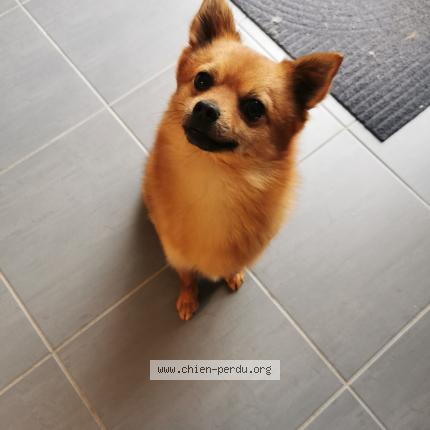 Photo 1/1 Chien retrouvé Trouvé à Garennes sur eure