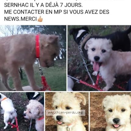 Photo 1/1 Chien retrouvé Perdu à Sernhac