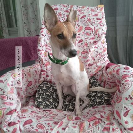 Photo de chien perdu à Brout Vernet