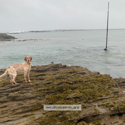 Photo de chien perdu à Erdeven