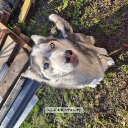 Photo 1/1 Chien retrouvé Perdu à St georges de la couee