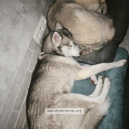 Photo 1/1 Chien retrouvé Perdu à St georges de la couee