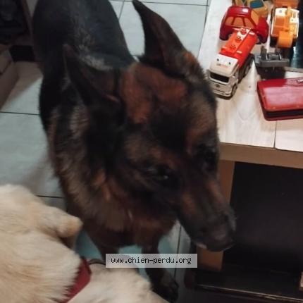 Photo de chien trouvé à Cholet