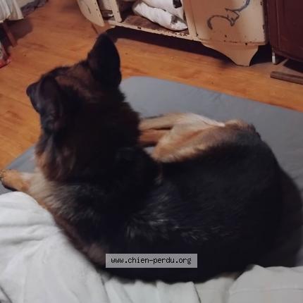 Photo 2/2 Chien retrouvé Trouvé à Cholet