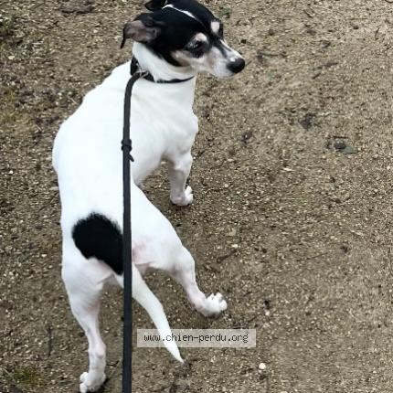 Photo de chien perdu à Corbeil Essonnes