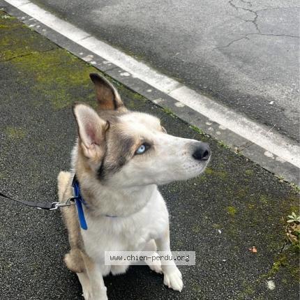 Photo 1/1 Chien retrouvé Trouvé à Perigueux