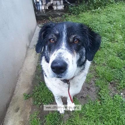 Photo 1/1 Chien retrouvé Trouvé à Bastia