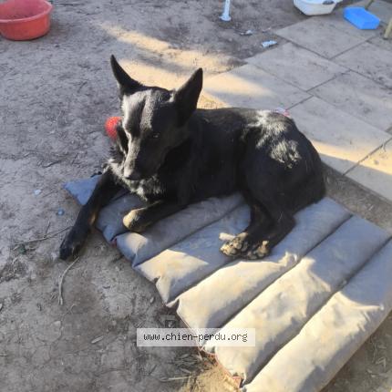 Photo 1/1 Chien retrouvé Perdu à Villeneuve les beziers