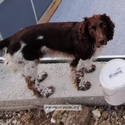 Photo 1/1 Chien retrouvé Perdu à Amboise