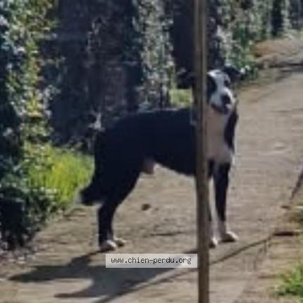 Photo 1/1 Chien retrouvé Trouvé à Castres