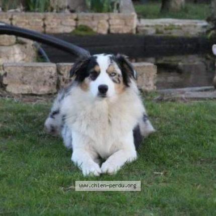 Photo 1/1 Chien retrouvé Perdu à Plozevet