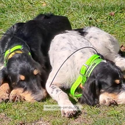 Photo 1/1 Chien retrouvé Perdu à Mouans sartoux