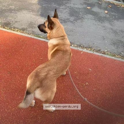 Photo de chien perdu à Drancy 93700