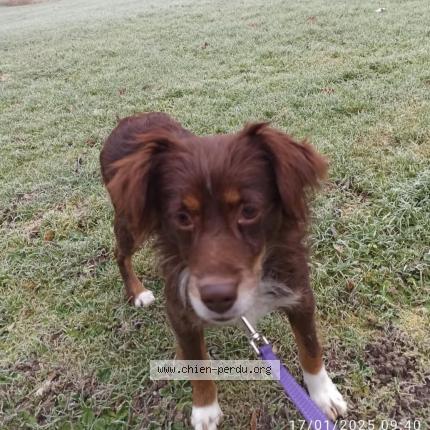 Photo 1/3 Chien retrouvé Perdu à St Andre Les Vergers