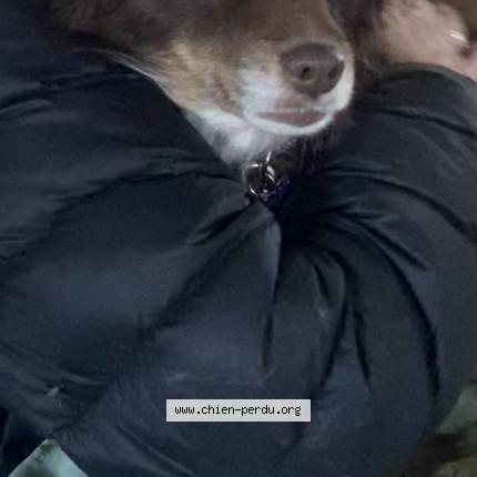 Photo 3/3 Chien retrouvé Perdu à St Andre Les Vergers