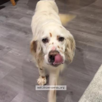 Photo 1/1 Chien retrouvé Perdu à Civrieux