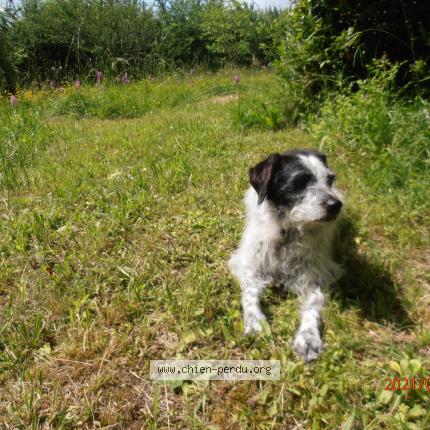 Photo 1/1 Chien retrouvé Perdu à Molieres