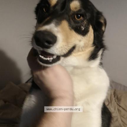 Photo 1/1 Chien retrouvé Perdu à Luce