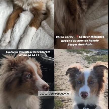 Photo 1/1 Chien retrouvé Perdu à Merignac