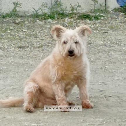 Photo 2/3 Tibrouck Chien perdu à Larre