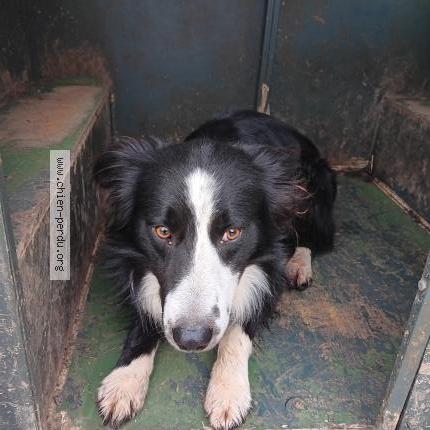 Photo de chien trouvé à Fossemagne