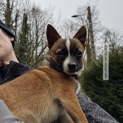 Photo 1/1 Chien retrouvé Trouvé à Saint augustin