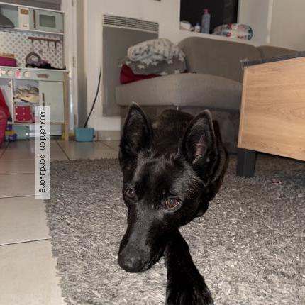 Photo 1/1 Chien retrouvé Trouvé à Lieuron