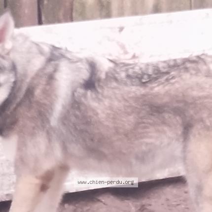Photo 1/1 Chien retrouvé Perdu à Alos